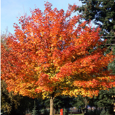 Norwegian Sunset Maple (2")