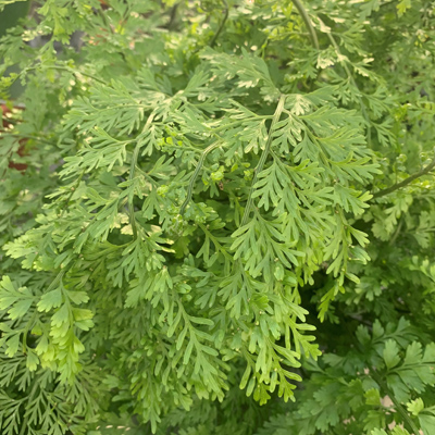 Mother Fern Plant