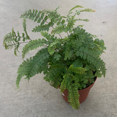 FERN MAIDENHAIR 4"