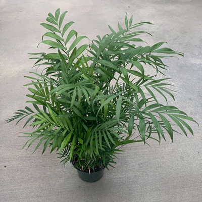 PALM NEANTHE BELLA 6"