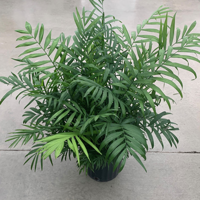 PALM NEANTHE BELLA 8"