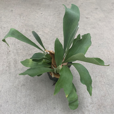 FERN STAGHORN 4"