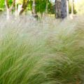 GRASS, MEXICAN FEATHER 1 GALLON