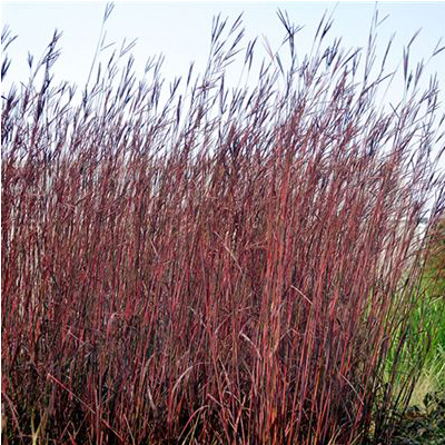 GRASS, RED OCTOBER 3-5 GALLON