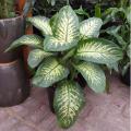 DIEFFENBACHIA 8"