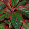 AGLAONEMA ASSORTED REDS