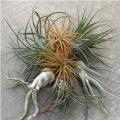 AIRPLANT