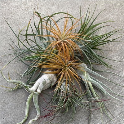 AIRPLANT