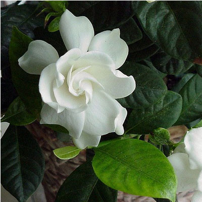 GARDENIA FLORIDA 10"