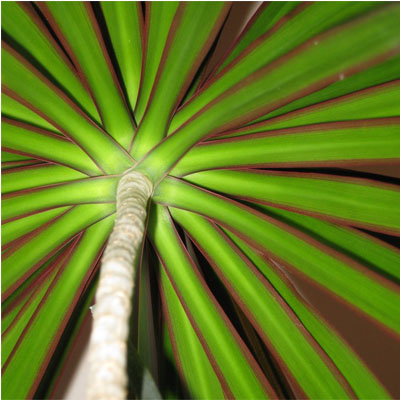 DRACAENA MARGINATA STAG 10"