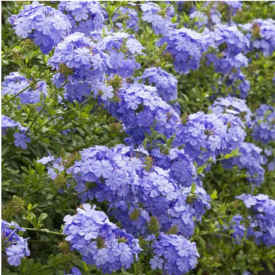 PLUMBAGO #1 ROYAL CAPE