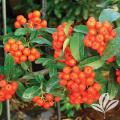 PYRACANTHA, MOHAVE STAKED 3-5 G