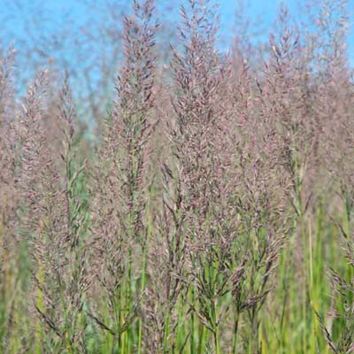 FEATHER REED GRASS