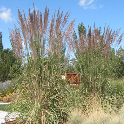 ORNAMENTAL GRASS