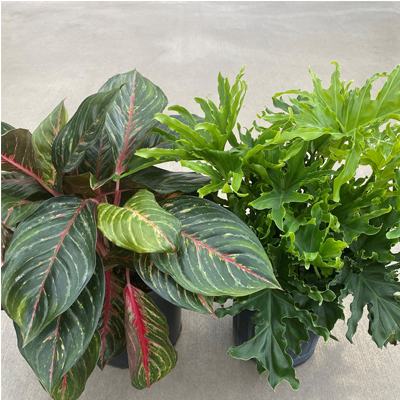 FOLIAGE TROPICALS