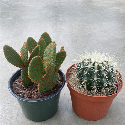 CACTI