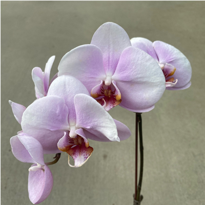 ORCHIDS