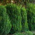 BOXWOOD, SEMPERVIRENS CONE 24-30