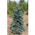 SPRUCE, PURPLE CONE 6 GALLON