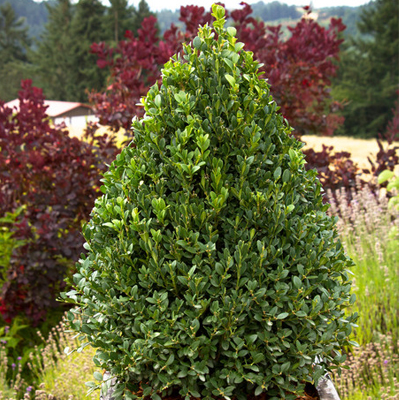 Green Mountain Pyramidal Boxwood (24")