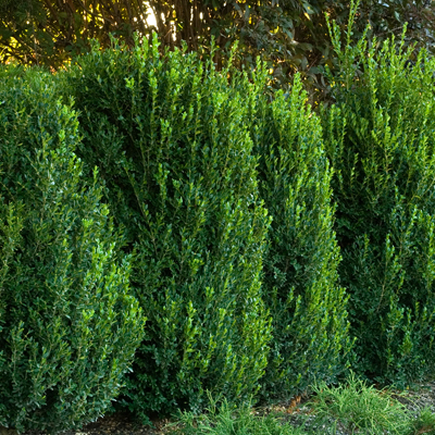 Sempervirens Cone Boxwood. 