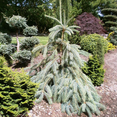 SPRUCE, BUSH'S LACE 5 GALLON