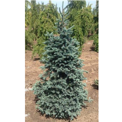 SPRUCE, PURPLE CONE 6 GALLON