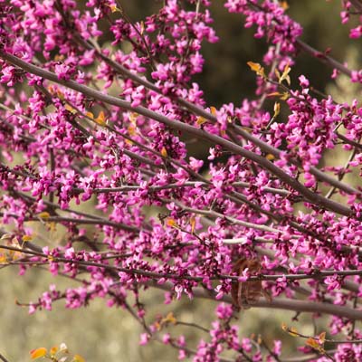 REDBUD CLUMP