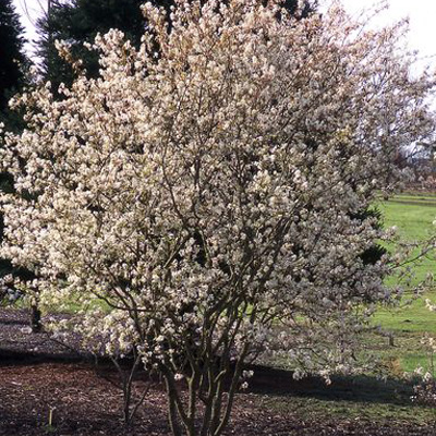 SERVICEBERRY CLUMP