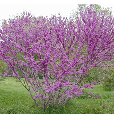 REDBUD ORNAMENTAL