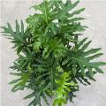 PHILODENDRON SELLOUM 10"