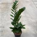 ZZ PLANT 8"