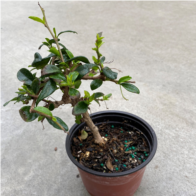 BONSAI STARTS 4"