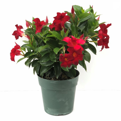 DIPLADENIA RED 6"