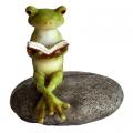 Frog Reading on Stone