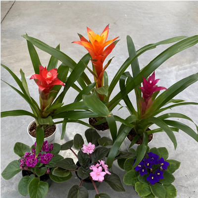 ASSORTED BLOOMING TROPICALS