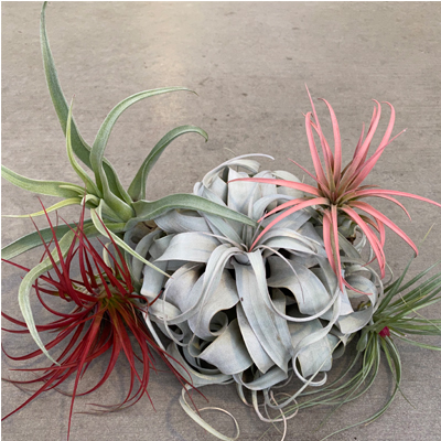 AIR PLANTS