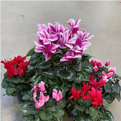 CYCLAMEN