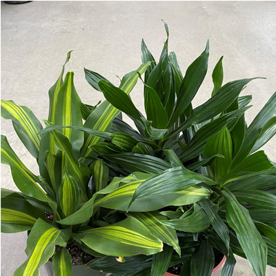 DRACAENA