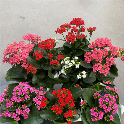 KALANCHOE