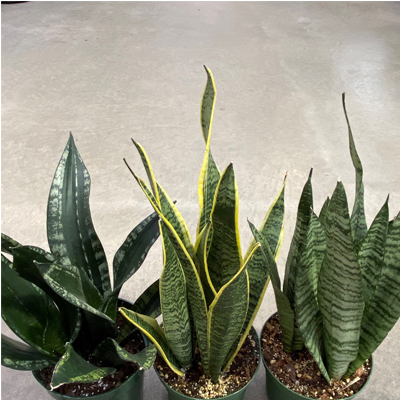 SANSEVIERIA