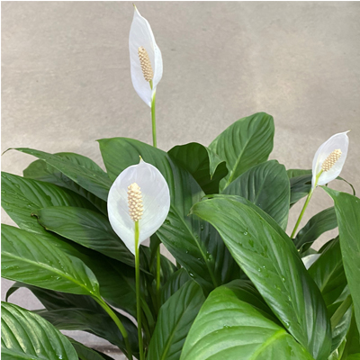 SPATHIPHYLLUM