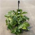 POTHOS GOLDEN HB 8"