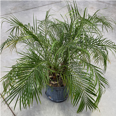 PALM ROEBELLINI DATE 10"