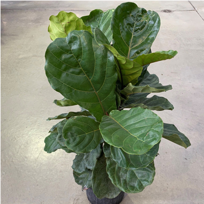 FIDDLE LEAF FIG BUSH 10"