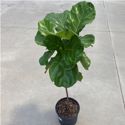 FIDDLE LEAF FIG STANDARD 10"