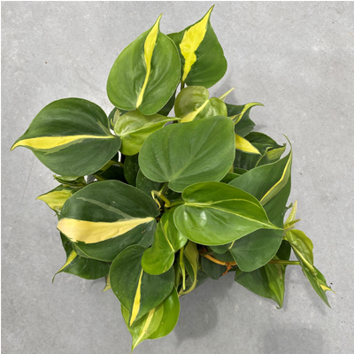 PHILODENDRON BRASIL 6"