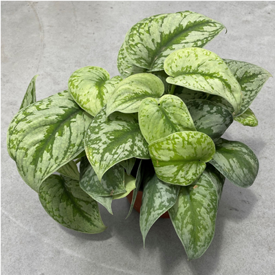 POTHOS SATIN 6"