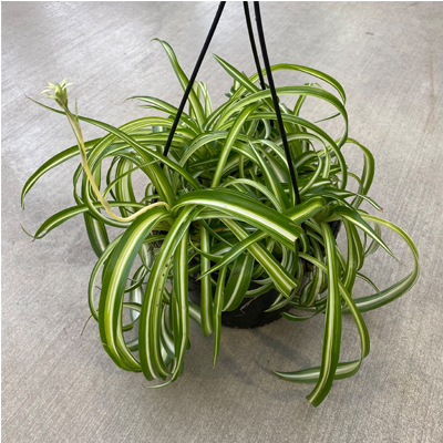 SPIDER PLANT 6"