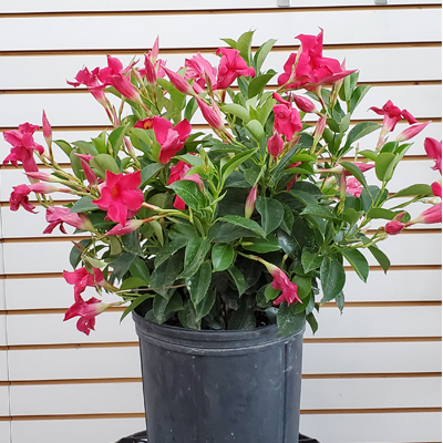 DIPLADENIA PINK 10"